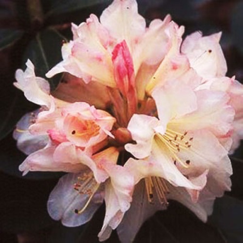 Rhododendron Dreamland | ScotPlants Direct